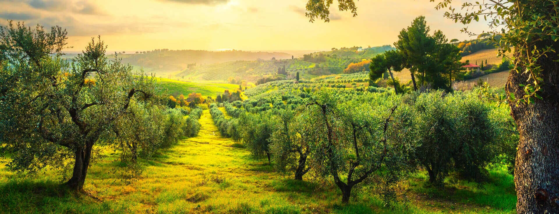 Olive groves and oil mills