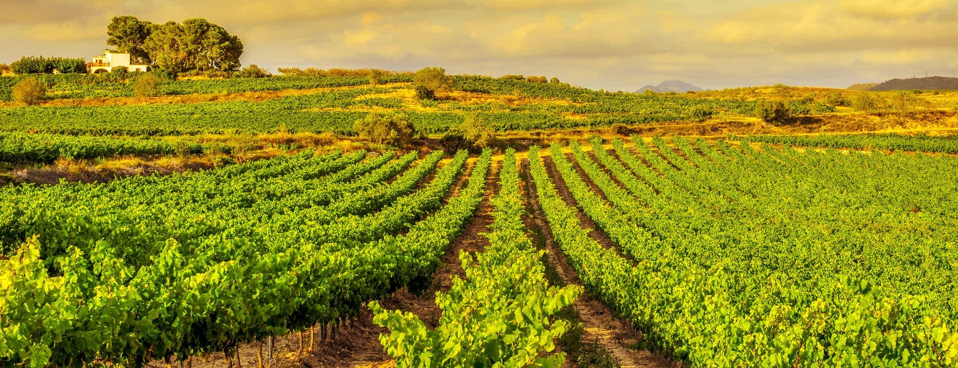 Wineries and vineyards